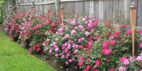 Květinový záhon podél plotu v zemi s vlastními rukama: pravidla designu